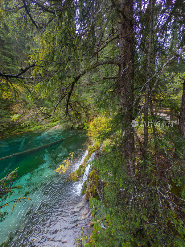 静谧的森林与湖景