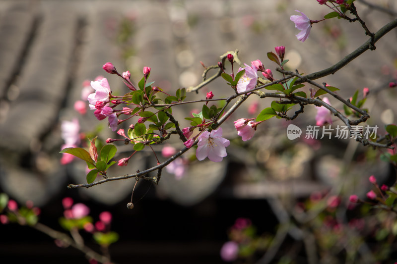 春天枝头绽放的粉红色海棠花