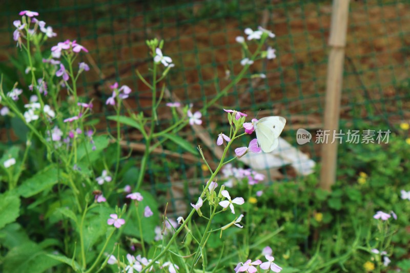 蝴蝶飞花