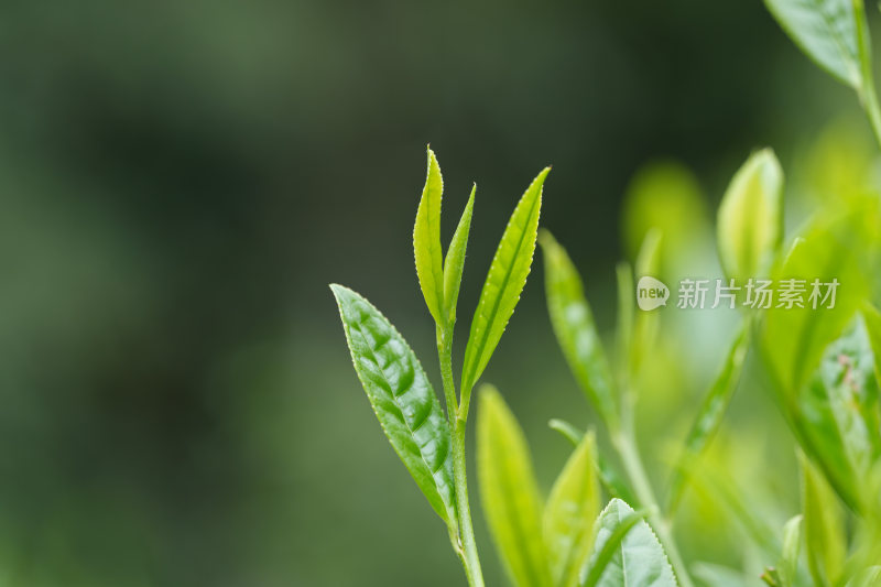 生态茶叶茶树茶园茶文化