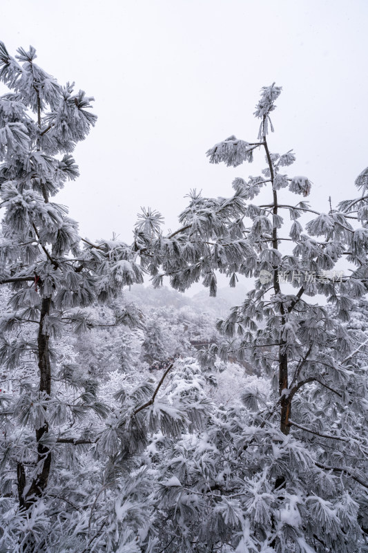 老君山下雪大山森林雾凇景观