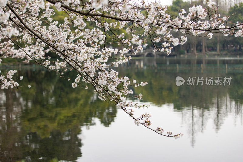 春天盛开的樱花特写