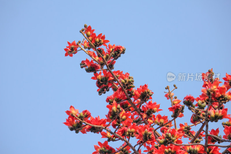 蓝天背景下盛开的红色木棉花