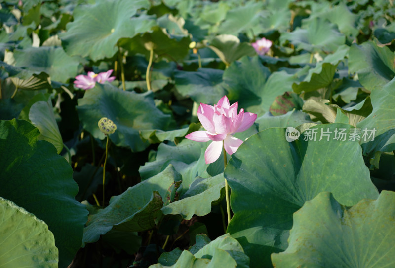 绿叶衬托下的盛开荷花与含苞待放的花骨朵