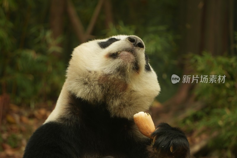 熊猫萌萌啃食竹叶的可爱模样