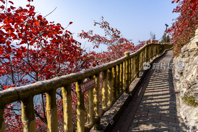 重庆巫山秋日红叶栈道