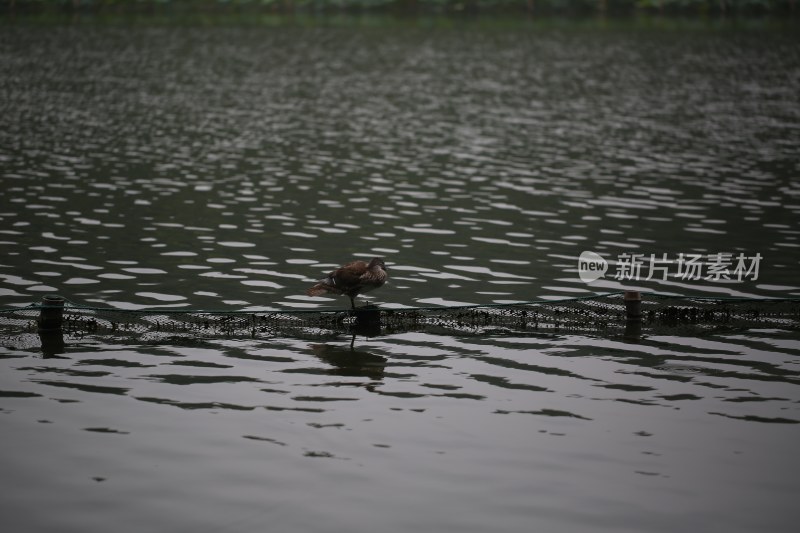 杭州风光 西湖风光