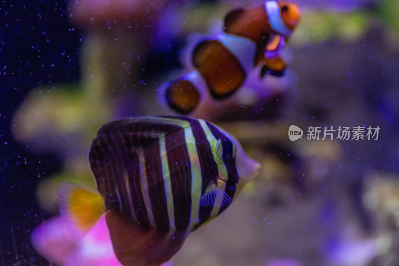 海缸水生物