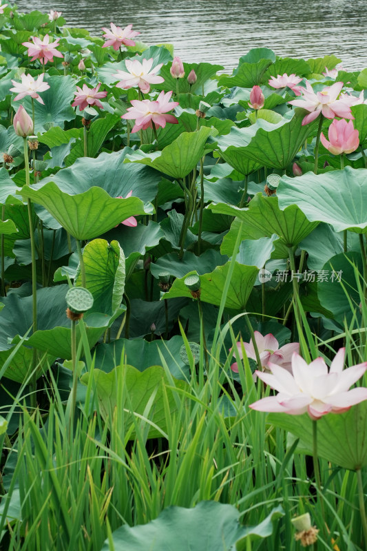 北京圆明园荷花