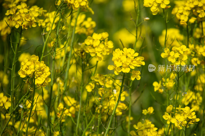 春天野外金灿灿的油菜花田金黄色花海