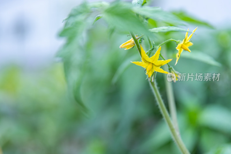 小番茄、番茄树