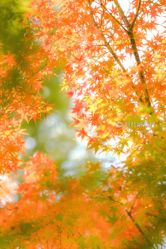 秋日枫叶自然风光