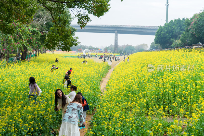 福州花海公园游客漫步观赏黄色油菜花田