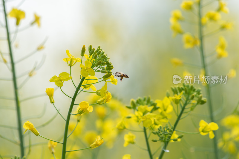 春天油菜花和蜜蜂