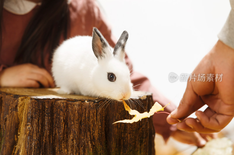 小女孩喂小兔子
