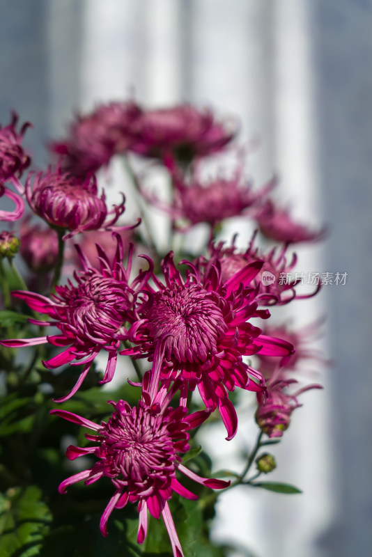 室内盆栽静物菊花，花朵秋天紫色宁静背景