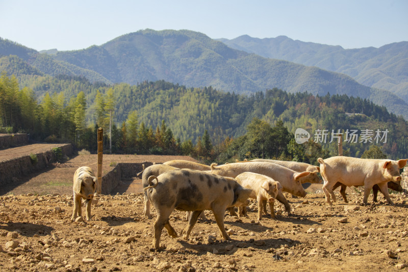 江南高山有机生态猪养殖