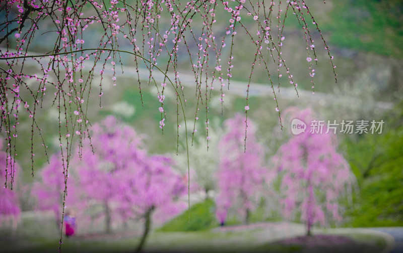 贵州梅园梅花