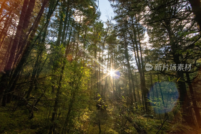 森林中阳光透过树木的低角度视图