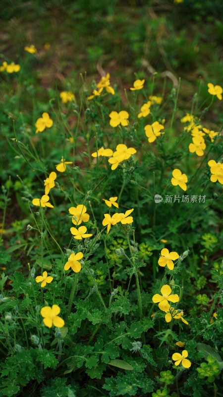 秃疮花素材