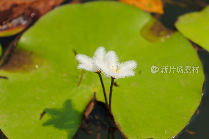 水生植物金银莲花的花朵