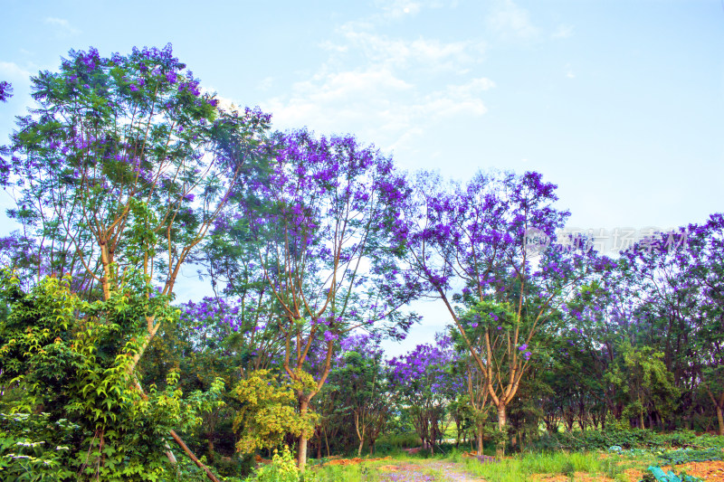 蓝花楹天空花朵春天植物风景自然户外