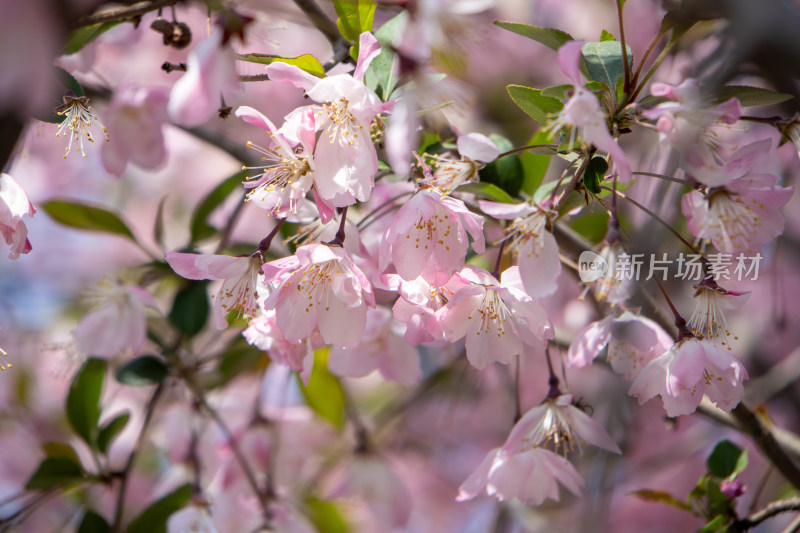 春天枝头绽放的粉红色垂丝海棠花