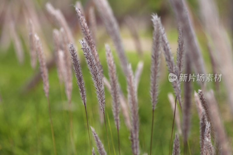 芦花草在户外