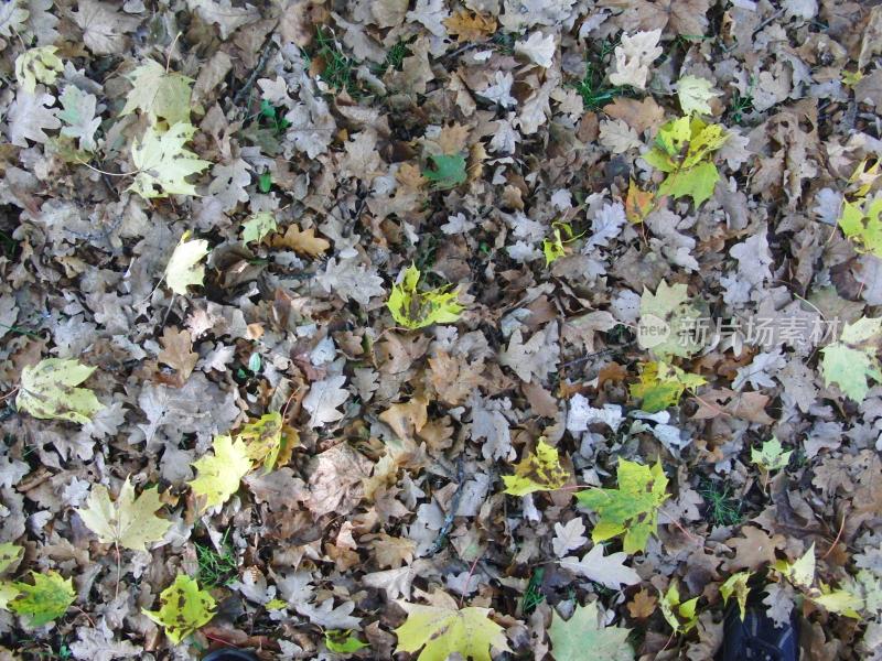 树叶落叶材质背景