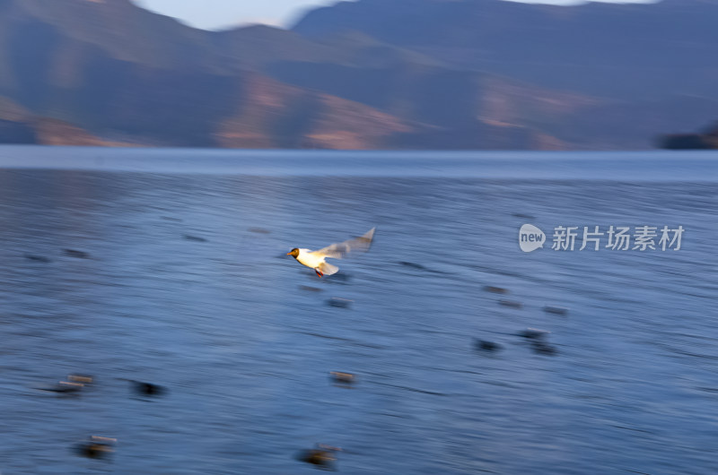 云南丽江泸沽湖海鸥水鸟野生动物