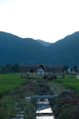 田园稻田与牛的乡村景致