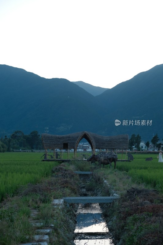 田园稻田与牛的乡村景致