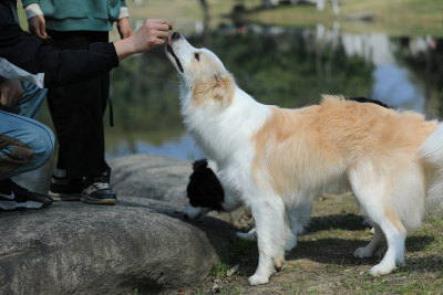 在公园里给边境牧羊犬喂零食