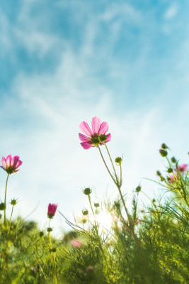 上海公园格桑花开风光