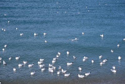 海面上成群海鸥漂浮飞翔