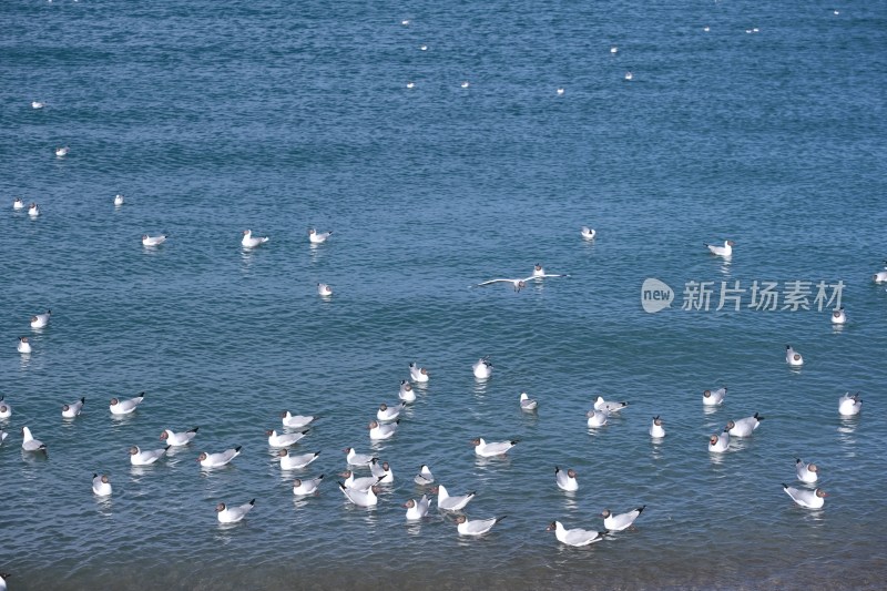 海面上成群海鸥漂浮飞翔