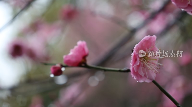 粉色梅花枝头绽放特写