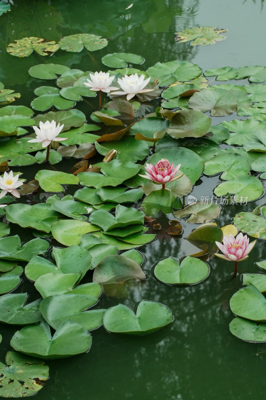 北京国家植物园睡莲