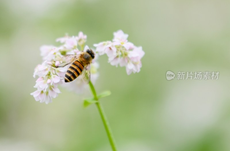 重庆酉阳：荞花.蜜蜂