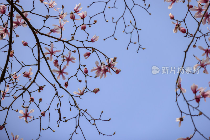 杭州植物园镇园之宝濒危物种天目玉兰