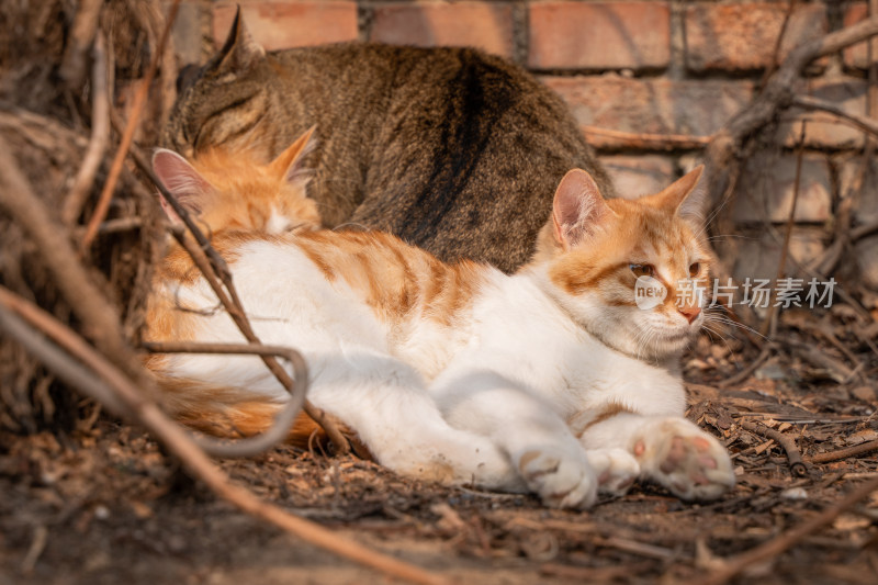 可爱小猫聚在一起取暖晒太阳温馨画面