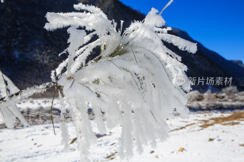 中国西藏地区冬季雾凇及雪绒花