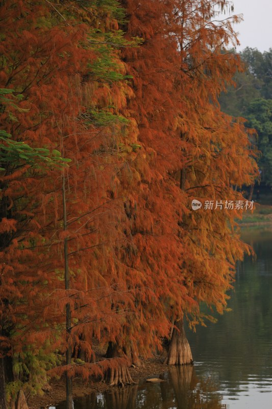 水边红杉树景观