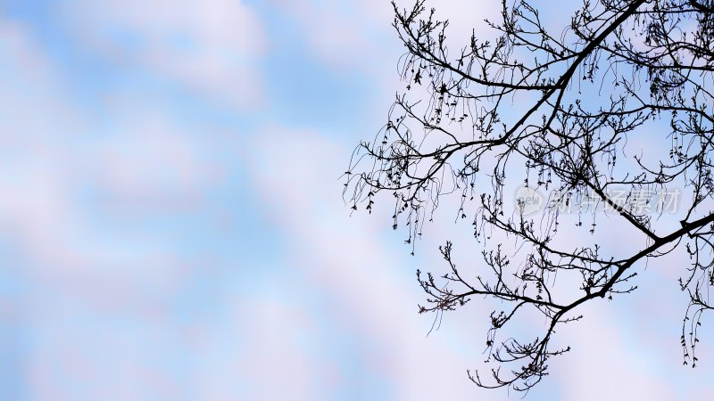 蓝天背景下的树木剪影特写