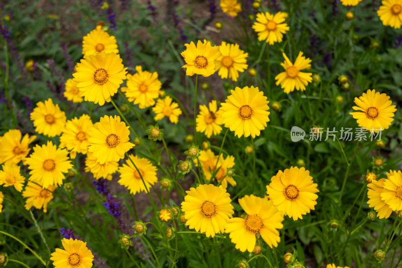 春天盛放的黄色金鸡菊花海