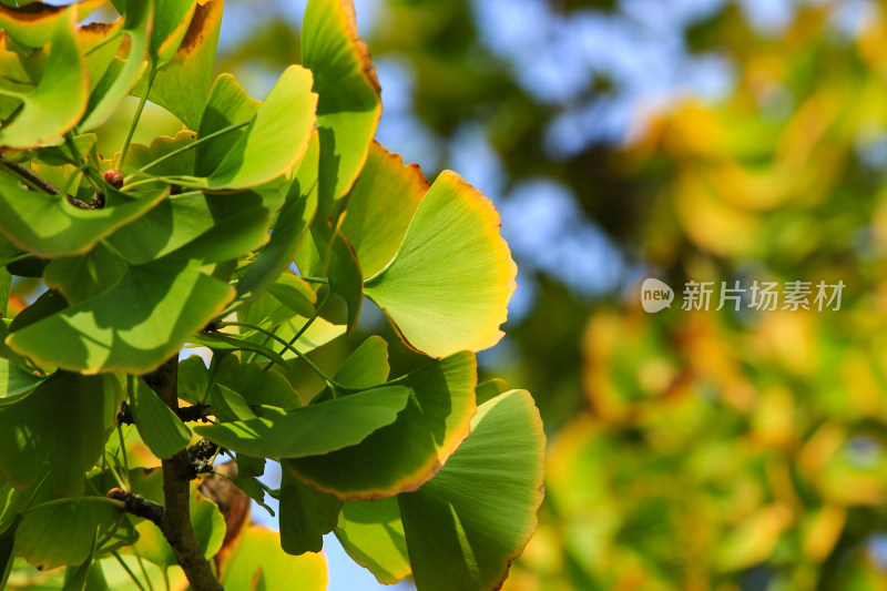 秋天正在发黄的银杏树叶