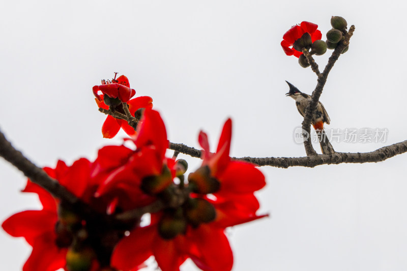 深圳街道边盛开的木棉花