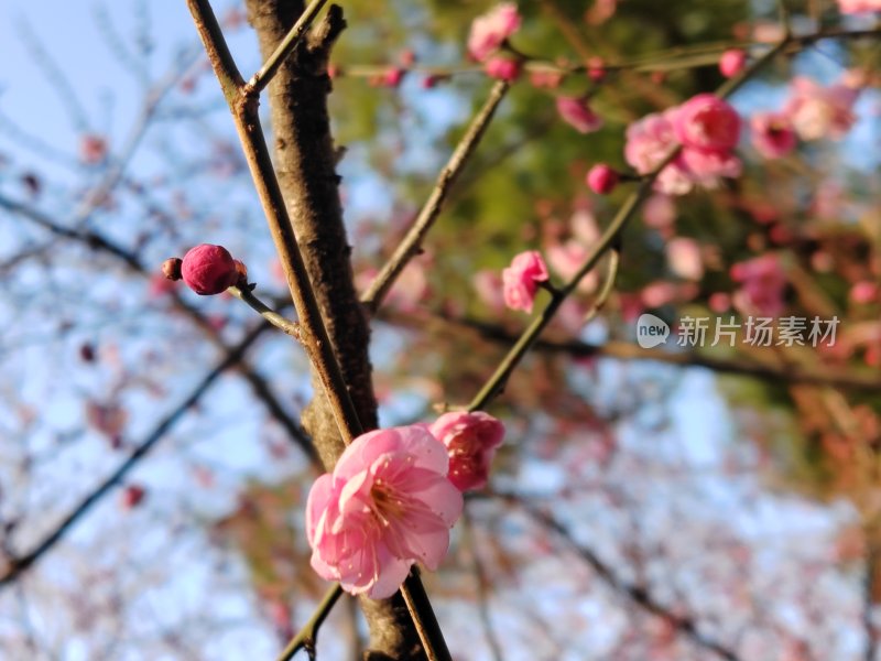 树枝上盛开的粉色梅花近景特写