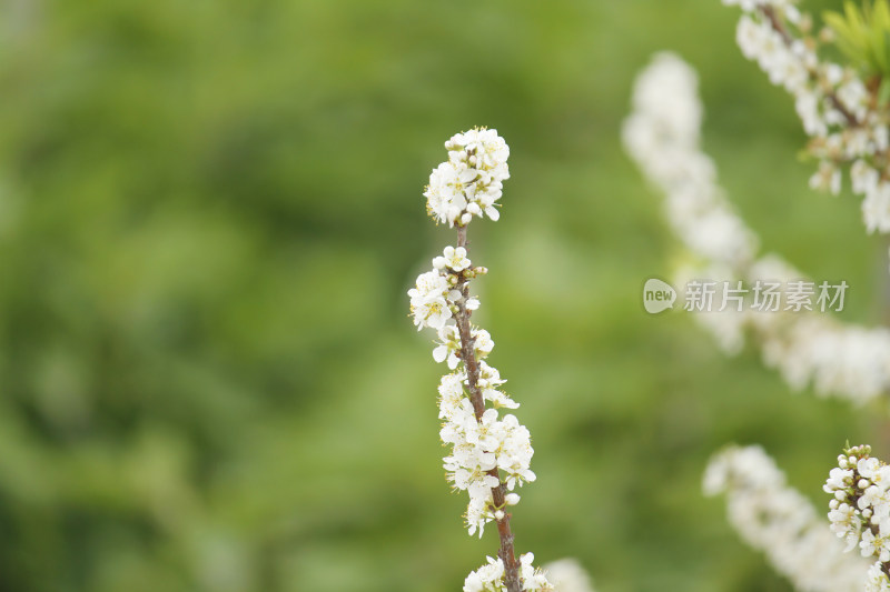 开满白色梅花的树枝特写