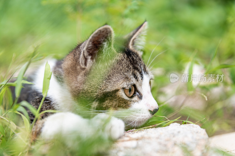 小猫咪、狸花猫、宠物猫